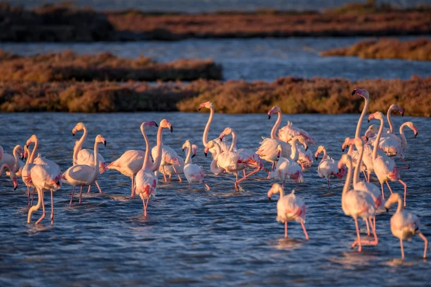 Flamencs al Delta de l'Ebre