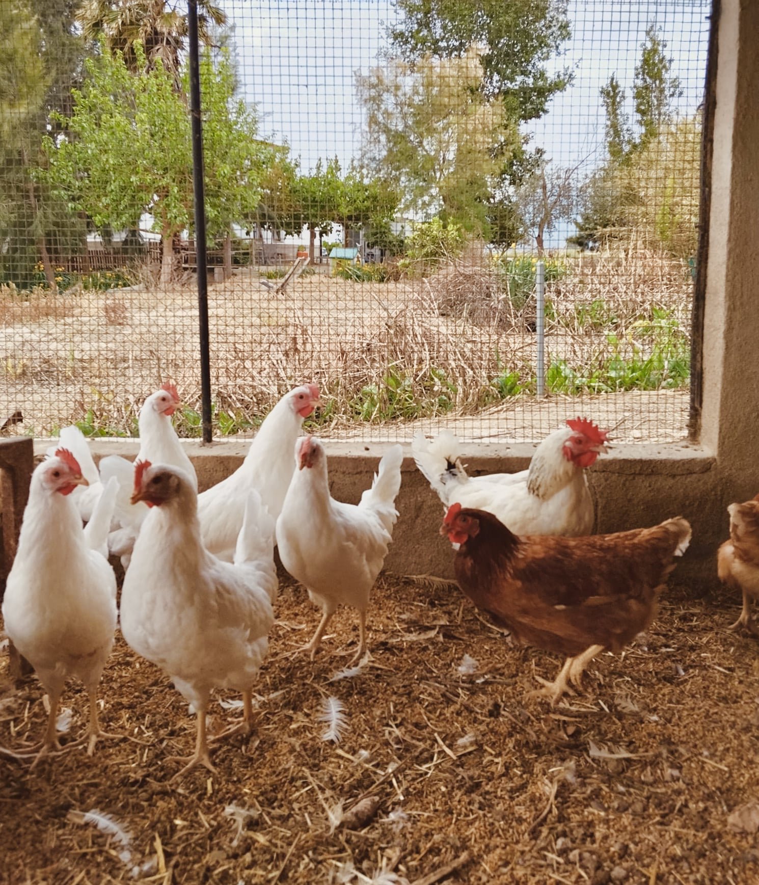 gallines i ous frescos